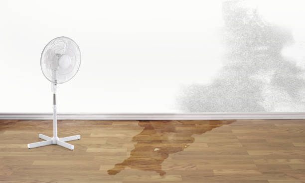 Best Flood damage cleanup  in Avon, CO